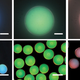 Illustration for article titled Scientists Discover the Key to Making Paint That Never Fades